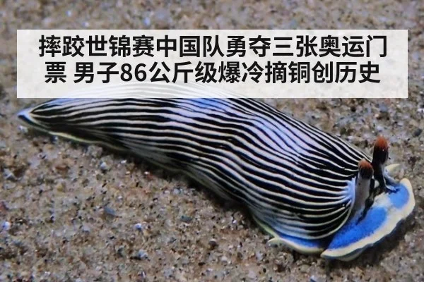 摔跤世锦赛中国队勇夺三张奥运门票 男子86公斤级爆冷摘铜创历史
